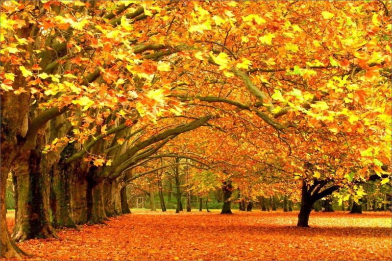 aaa